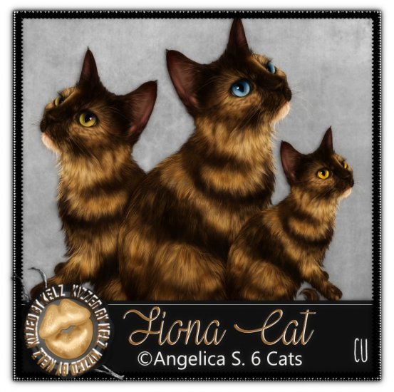 Fiona Cat - Click Image to Close